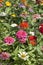 Colorful zinnia flower
