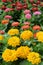 Colorful zinnia flowers