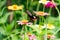 Colorful zinnia flowers,Butterfly and bug drinking nectar from z