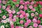 Colorful Zinnia flowers in the garden