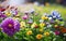 Colorful Zinnia Flowers in a Sunny Garden.