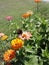 Colorful Zinnias