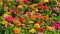 Colorful zinnias