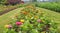 Colorful zinnias bloom in a garden