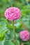 Colorful zinnias blooming in beautiful petals in a park in Thailand