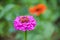 Colorful zinnias blooming in beautiful petals in a park in Thailand