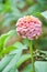 Colorful zinnias blooming in beautiful petals in a park in Thailand