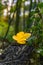 Colorfull autumn leaf on a tree stump in the forest,