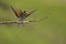 Colorfull bee eater sits on a branch in a morning at the edge of the forest.