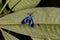 Colorfull blue moth fly from the jungle rainforest