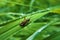 Colorfull bug at green grass