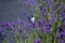 Colorfull butterfly perched on the end of a lavender flower