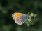 Colorfull butterfly on top of a plant