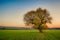 Colorfull field with single tree