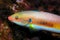Colorfull fish (Coris julis)