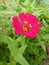Colorfull flower pink color of sri lankan beautiful photos