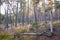 Colorfull pine forest in autumn season with light of sun