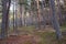 Colorfull pine forest in autumn season with light of sun