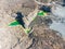 Colorfull ponds on Playa de Echentive on La Palma island. View from above