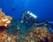 Colorfull reef and group of divers, Cayo Largo, Cuba