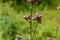 Colorfull wild Thistle, gorgeous purple flower in natural environment