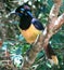 Colorfully amazonas bird blue yellow beautiful bird