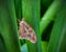 Colorfully butterfly insect animal wildlife nature outdoors with green plants background