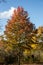 Colorfully colored maple tree in autumn