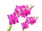 Colorfully flower, background,plant,decoration,orchid,beautiful orchid