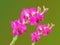 Colorfully flower, background,plant,decoration,orchid,beautiful orchid