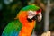 Colorfully plumed Ara parrot closeup