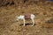 Colorfully saddled donkey grazing on a mountain slope