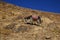 Colorfully saddled donkey grazing on a mountain slope