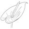 Coloring is anthurium flower flamingo. vector illustration