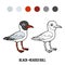 Coloring book, Black-headed gull