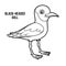 Coloring book, Black-headed gull