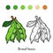 Coloring book, Broad beans