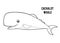 Coloring book, Cachalot whale