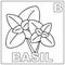 Coloring book for children: Balsam (Basil). Coloring page with the letter B and basil as letter B markers.