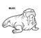 Coloring book for children, Walrus