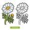Coloring book, flower Chamomile