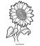Coloring book, flower Sunflower
