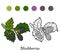 Coloring book: fruits and vegetables (blackberries)