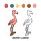 Coloring book, Greater Flamingo