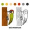 Coloring book, Green woodpecker