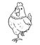 Coloring book for kids, Cute cartoon chicken stands on one leg