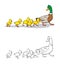 Coloring book. Mother duck and ducklings.