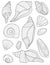 Coloring Book Page With Different Detailed Seashells. Sheet To Be Colored With Various Shells. Things Found In Sea