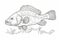 Coloring book perch fish. Generate Ai