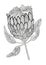 Coloring book in the style of Zenart. Protea flower in black lines on an isolated white background. Hand drawing.